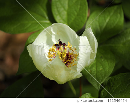 Scenery with Peonies 131546454