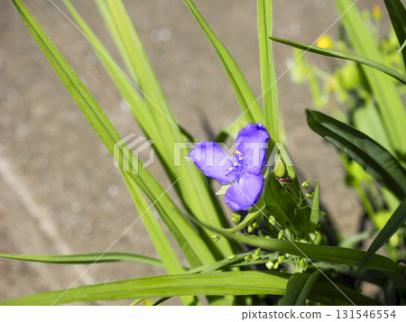 Scenery with giant purple spiderwort Scenery with giant purple spiderwort 131546554