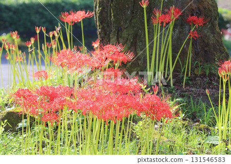 稀有的黃色蜘蛛百合 131546583