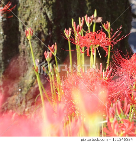 稀有的黃色蜘蛛百合 稀有的黃色蜘蛛百合 131546584