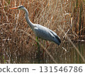 A grey heron standing in a reed bed and gazing at the water's edge 131546786