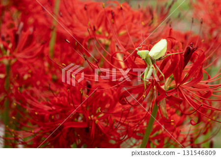 Praying mantis on a red spider lily Praying mantis on a red spider lily 131546809