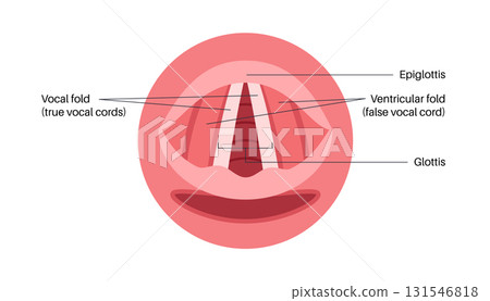 Vocal cords anatomy 131546818
