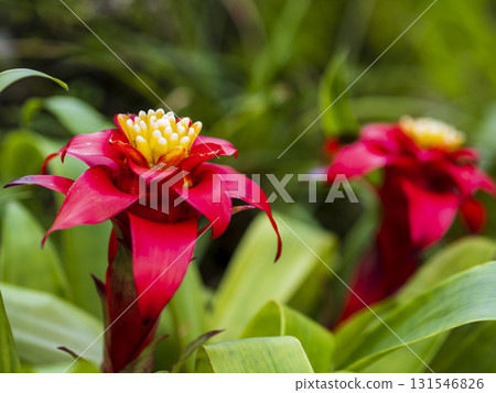 鳳梨為熱帶地區增添色彩 鳳梨為熱帶地區增添色彩 131546826