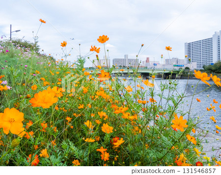 【品川花路】盛開著大波斯菊的運河邊道路 【品川花路】盛開著大波斯菊的運河邊道路 131546857