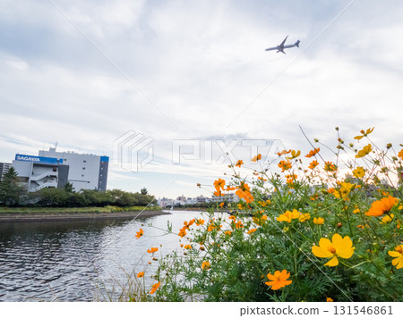 【品川花路】盛開著大波斯菊的運河邊道路 【品川花路】盛開著大波斯菊的運河邊道路 131546861