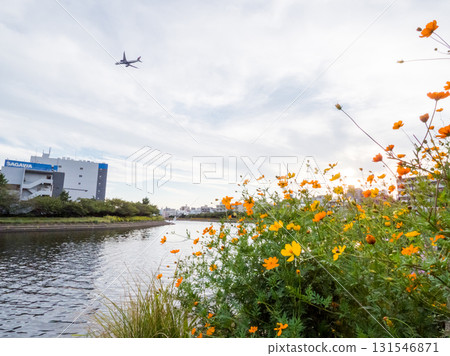 【品川花路】盛開著大波斯菊的運河邊道路 131546871