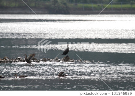 Flying Duck 131546989