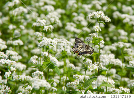 A swallowtail butterfly dances among white buckwheat flowers, creating a striking and beautiful combination with the white flowers. A swallowtail butterfly dances among white buckwheat flowers, creating a striking and beautiful combination with the white flowers. 131547189