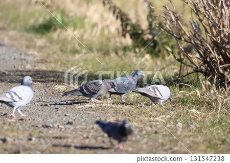 A flock of pigeons walking along the roadside A flock of pigeons walking along the roadside 131547238