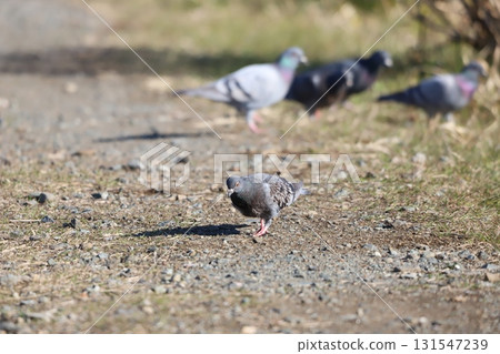 Pigeons walking along the roadside 131547239