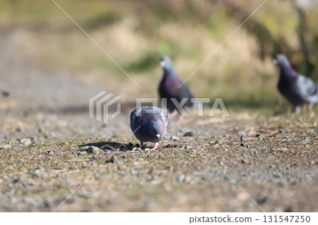 Pigeons searching for food on the roadside Pigeons searching for food on the roadside 131547250