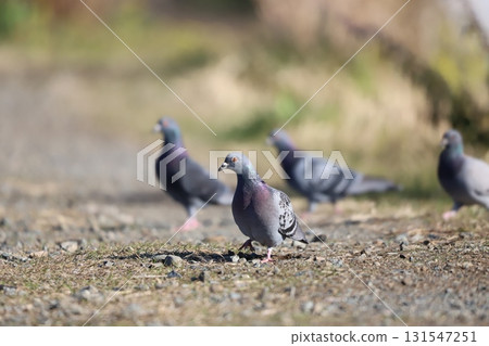 A flock of pigeons on a quiet road 131547251