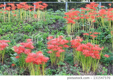 見沼台灌溉渠沿岸盛開的石蒜花 見沼台灌溉渠沿岸盛開的石蒜花 131547370