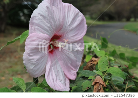 Large American Hibiscus flowers Large American Hibiscus flowers 131547386