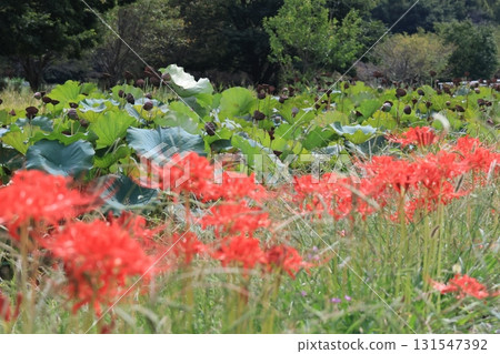 Clusters of blooming red spider lilies and withered lotus seeds in Hanaoka Park 131547392