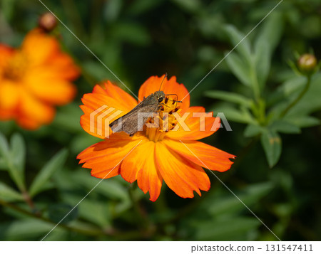 Skipper butterfly resting on a yellow cosmos flower Skipper butterfly resting on a yellow cosmos flower 131547411