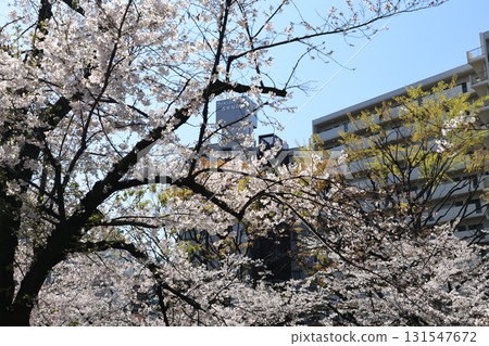 從面影橋眺望神田川的春日美景 131547672