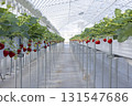 House strawberries 131547686