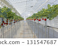 House strawberries 131547687
