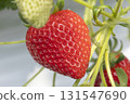House strawberries 131547690
