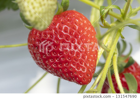House strawberries House strawberries 131547690