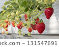House strawberries 131547691