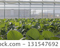 House strawberries 131547692