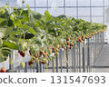 House strawberries 131547693