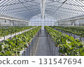 House strawberries 131547694