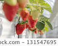 House strawberries 131547695