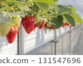 House strawberries 131547696