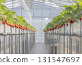 House strawberries 131547697