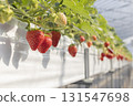 House strawberries 131547698