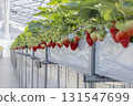 House strawberries 131547699