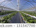 House strawberries 131547700