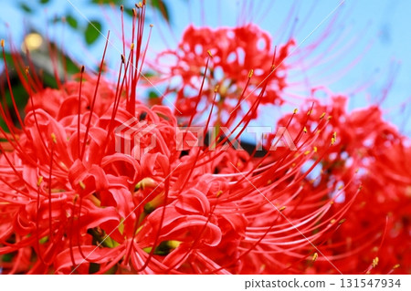 Japanese Saitama flowers 131547934