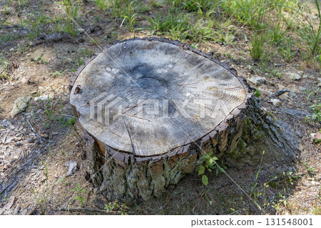 茨城縣日立市荻津山自然公園的樹樁 茨城縣日立市荻津山自然公園的樹樁 131548001