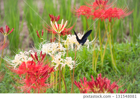 Red and white spider lilies and swallowtail butterflies stand out against the green of the rice fields Red and white spider lilies and swallowtail butterflies stand out against the green of the rice fields 131548081