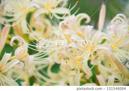 白色簇狀孤挺花 131548084