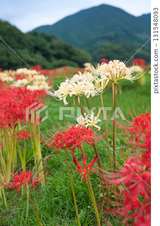 Red and white spider lilies blooming on the rice paddy paths Red and white spider lilies blooming on the rice paddy paths 131548093