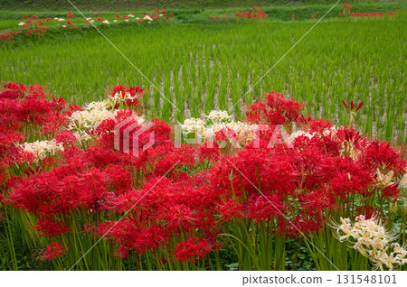 A cluster amaryllis that blooms at the ridges of rice fields 131548101