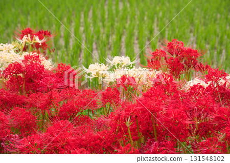 Cluster amaryllis that stand out against the green of the rice fields 131548102