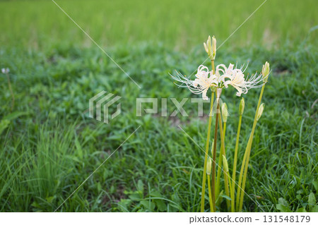 White spider lilies blooming on the ridges of a rice field 131548179