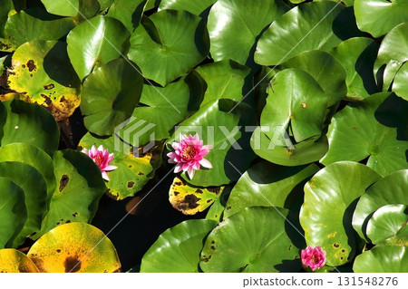 [Aomori City, Aomori Prefecture] Lotus leaves and flowers at Nogiwa Park 131548276