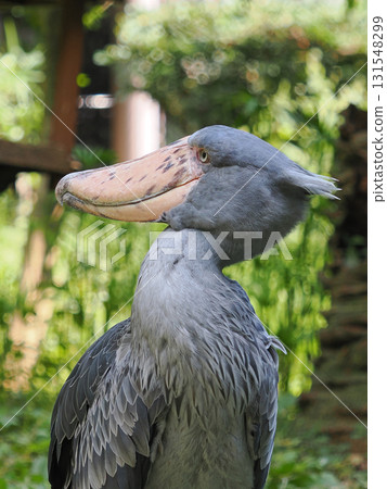 A shoebill turning its head to look back A shoebill turning its head to look back 131548299