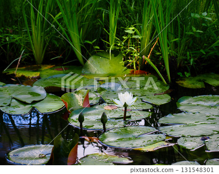 Beautiful water lilies blooming in the pond 131548301