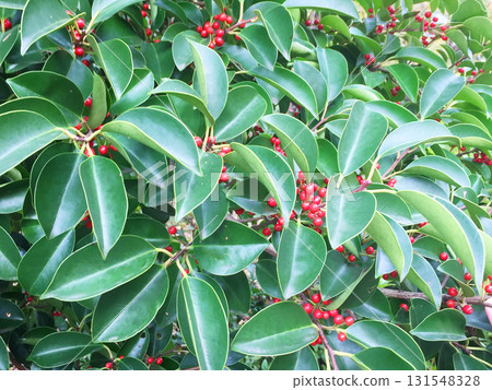 Kuroganemochi tree with red berries 131548328