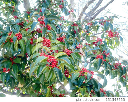 Bells of Japanese silverleaf fruit Bells of Japanese silverleaf fruit 131548333