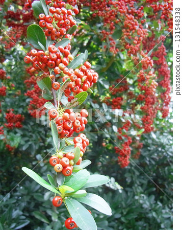 火棘果實成串懸掛 131548338